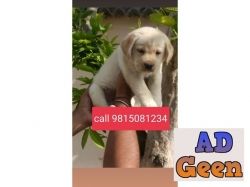 used Labrador puppy available call 9815081234 for sale 